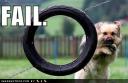 fail-loldog-oops.jpg